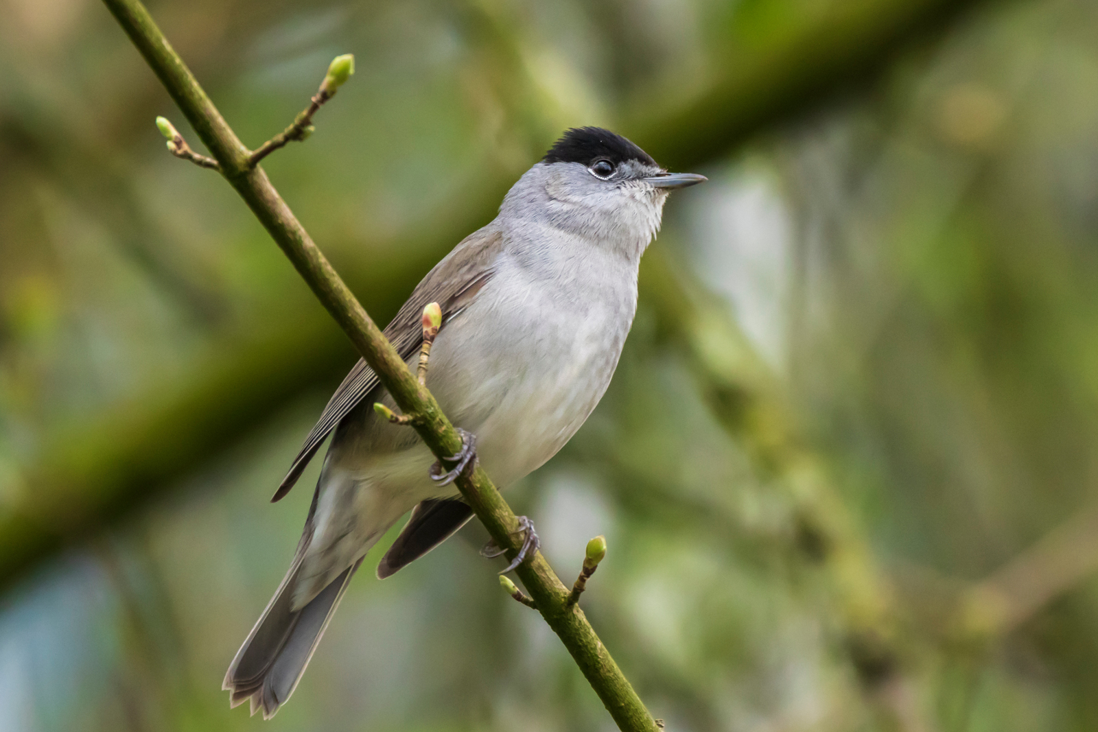 Penica čiernohlavá (Sylvia atricapilla)